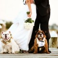 pets at weddings