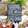 Succulent Wedding Favours 
