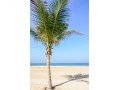Beach - The Oberoi Beach Resort Al Zorah
